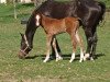 jumper Mantendro G (German Sport Horse, 2019, from Manchester van't Paradijs)