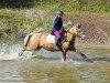 Zuchtstute Sandfield's Jolie`s Joy's (Welsh Mountain Pony (Sek.A), 2009, von Arvalon Cream Star)