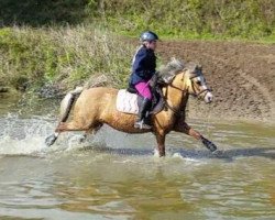 Dressurpferd Sandfield's Jolie`s Joy's (Welsh Mountain Pony (Sek.A), 2009, von Arvalon Cream Star)