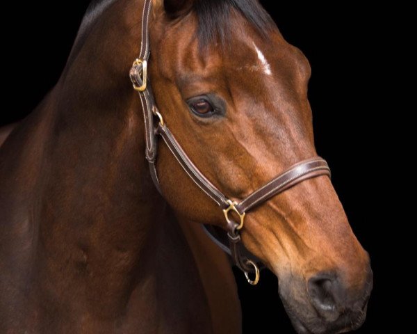 horse Unikat 21 (Hessian Warmblood, 2012, from Unhold xx)