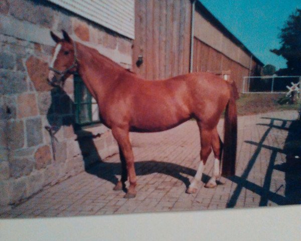 broodmare Rosalie (Hessian Warmblood, 1990, from Rodney's Boy)