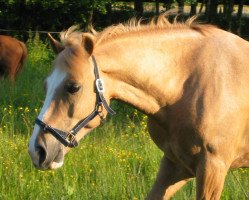 Pferd Nero (Haflinger, 1989, von Nivio)