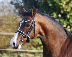 Zuchtstute Pandora (Deutsches Reitpony, 2009, von Heidbergs Nancho Nova)