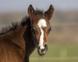 Dressurpferd Petit Rocky Balboa (Deutsches Reitpony, 2019, von Petit Rock the Moment)