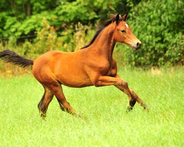 dressage horse Klassic Moment (Trakehner, 2018, from His Moment)