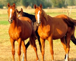 broodmare Klassic Motion (Trakehner, 2017, from High Motion 2)