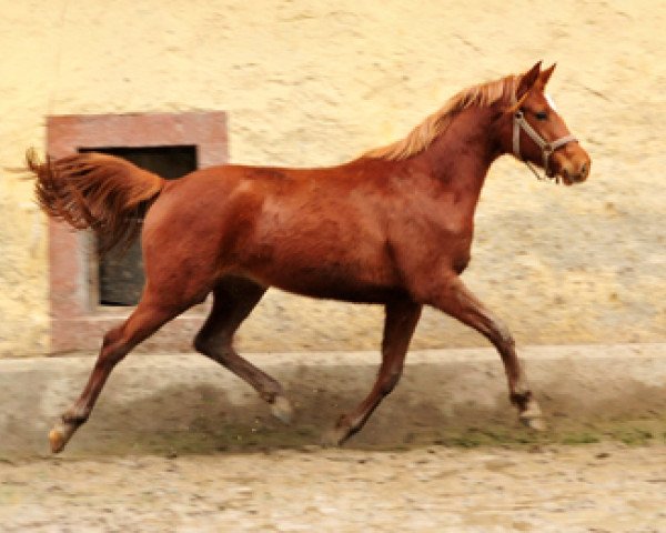 Pferd Klassic Heart (Trakehner, 2016, von Touch my Heart)