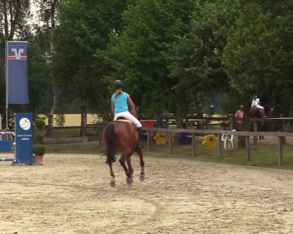 Reitturnier Münster-Roxel 2017