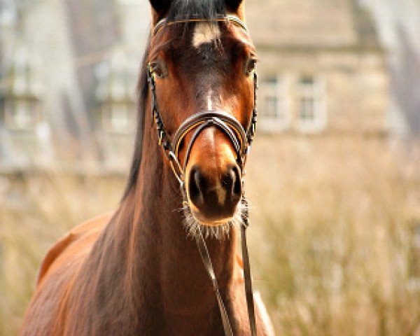 dressage horse Klassic Summer (Trakehner, 2015, from Summertime)