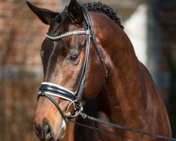 Springpferd Anthony (Trakehner, 2015, von Duke of Hearts xx)