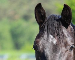 dressage horse Finest Fritzy (Westphalian, 2015, from Finest)