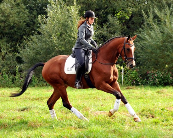 dressage horse Klassic Arts Dyri (Trakehner, 2010, from Summertime)