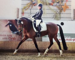 dressage horse Da Vinci 255 (German Riding Pony, 2009, from Der feine Lord AT)