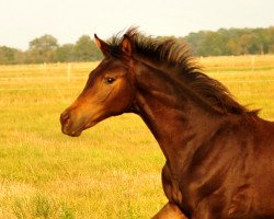 Zuchtstute Kiss me Now (Trakehner, 2018, von His Moment)