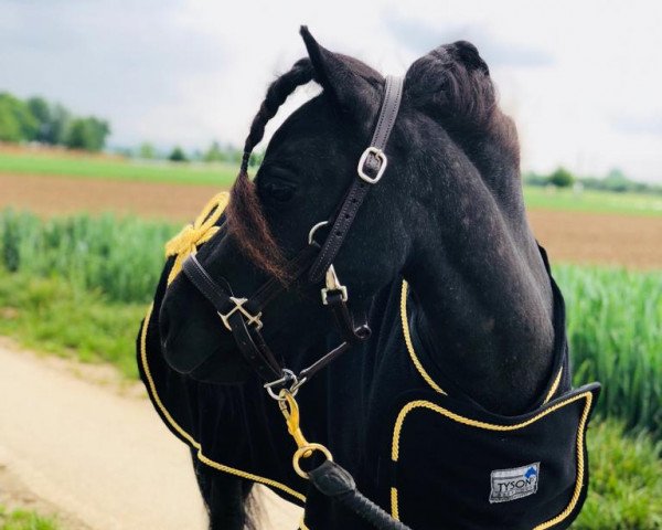 Pferd Hilke v. d. Buske (Nederlands Mini Paarden, 2014, von Astra v. Alana)