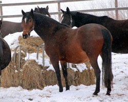 Zuchtstute Katniss Everdeen (Trakehner, 2012, von Saint Cyr)