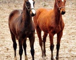 stallion Klassic Motion (Trakehner, 2017, from High Motion 2)