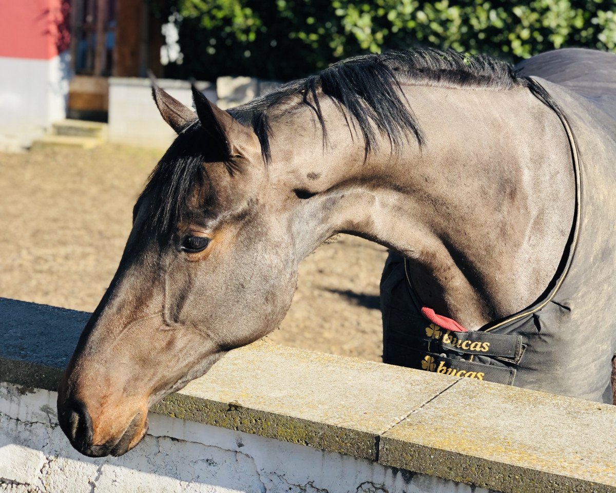 horse Daydream RS (Holsteiner, 2016, from Diarado)