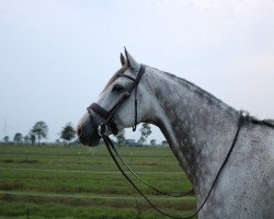 Springpferd Lord Pico (Holsteiner, 2010, von Larimar)