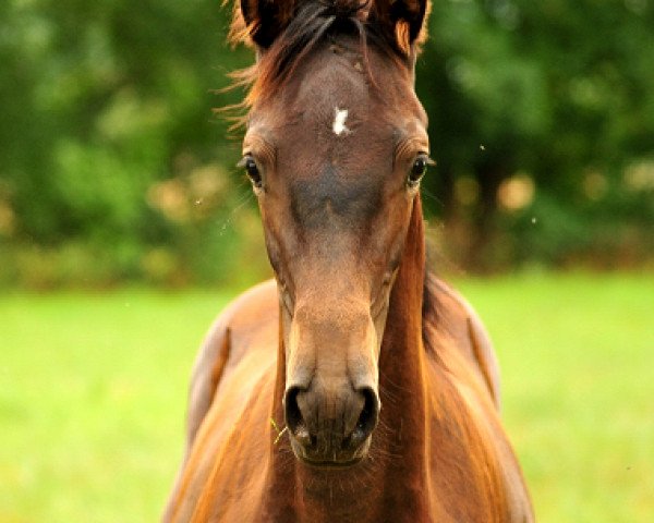 jumper Kaisersonne (Trakehner, 2018, from Saint Cyr)