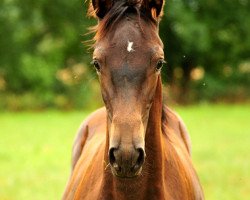 Springpferd Kaisersonne (Trakehner, 2018, von Saint Cyr)