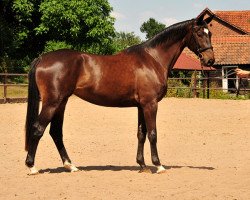 dressage horse Kaiserherz (Trakehner, 2015, from Kostolany)