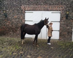 broodmare Naika (Oldenburg, 2005, from Licotus)