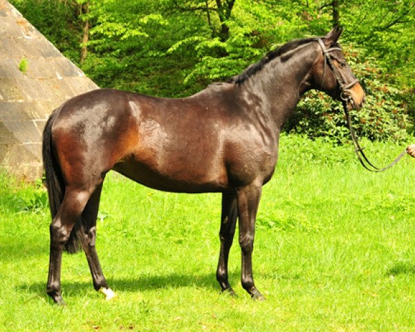 jumper Kaisermelodie (Trakehner, 2014, from Enrico Caruso)