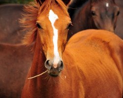 Pferd Glory Fire (Trakehner, 2018, von Alter Fritz)