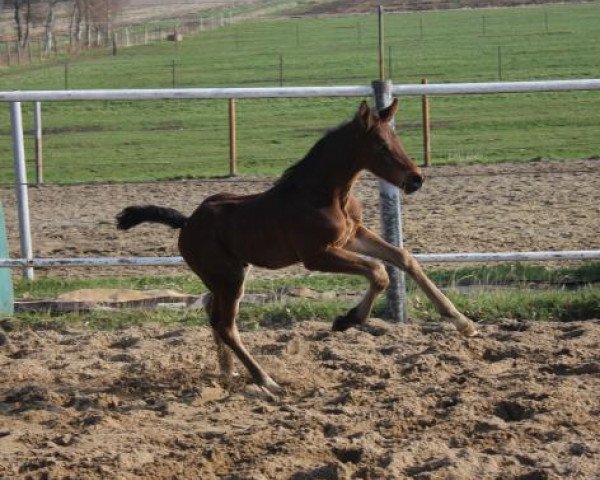 Springpferd Cinzano Gold (Hannoveraner, 2019, von Comme il Faut)