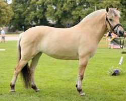 broodmare Ilvy (Fjord Horse, 2014, from Magne)