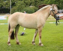 broodmare Jarla (Fjord Horse, 2012, from Vacceur)