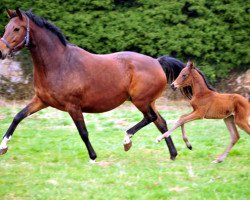 broodmare Giulietta 5 (Trakehner, 2011, from Saint Cyr)