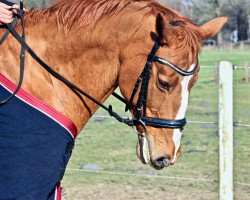 dressage horse Feline 73 (Hanoverian, 2000, from Federweisser)