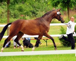 broodmare Gabbana/T. (Hanoverian, 2016, from High Motion 2)