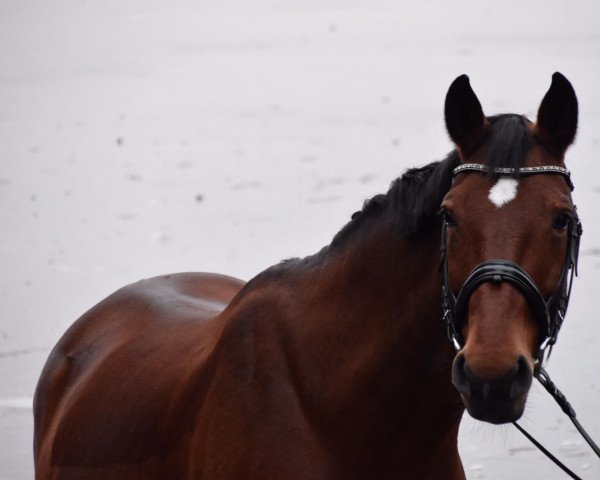 broodmare Kalana (Oldenburg, 2004, from Landor S)