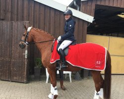 dressage horse Florin St. Georg (Trakehner, 2008, from In Flagranti)