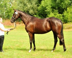 Dressurpferd Gacyria (Trakehner, 2015, von Saint Cyr)