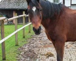 horse Taifun 147 (Trakehner, 1995, from Alpenkoenig)