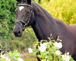 Zuchtstute Ginger Rogers (Trakehner, 2012, von Symont)