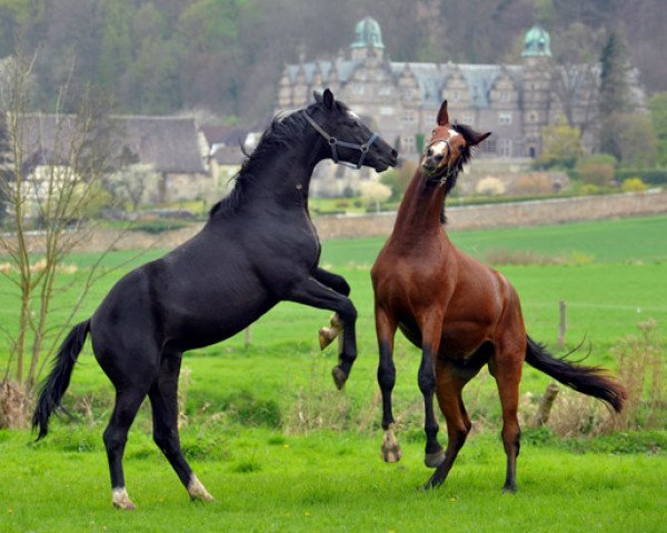 Dressurpferd Hengst von Shavalou (Trakehner, 2010, von Shavalou)