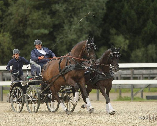 dressage horse Geraldinio (Trakehner, 2009, from Summertime)