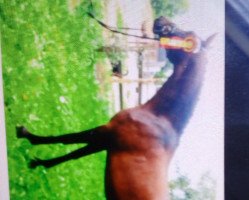 broodmare Oka-Feliz (Trakehner, 2011, from Kentucky)