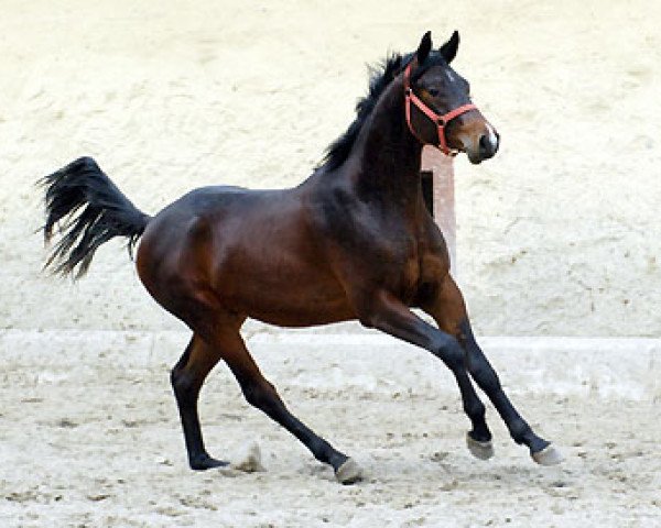 dressage horse Giuseppe (Trakehner, 2008, from Summertime)