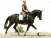 dressage horse George Clooney 5 (Trakehner, 2005, from Summertime)