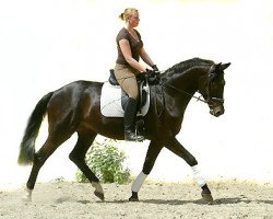 dressage horse George Clooney 5 (Trakehner, 2005, from Summertime)