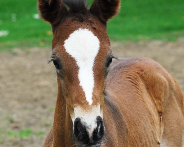 dressage horse Glamour Girl OH (Westphalian, 2014, from Grey Flanell)