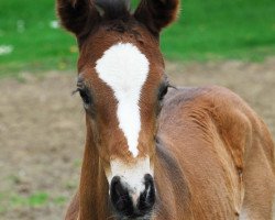 Dressurpferd Glamour Girl OH (Westfale, 2014, von Grey Flanell)