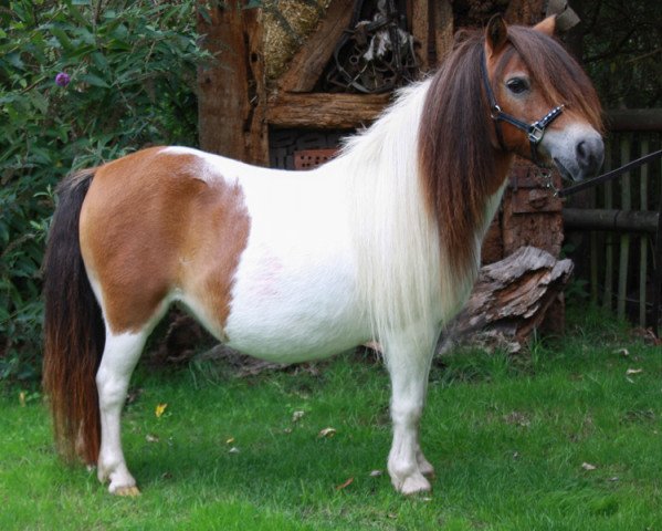 Zuchtstute Krummhörn´s Fiona (Shetland Pony (unter 87 cm),  , von Parlington Power)