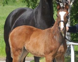 dressage horse Fiderellala (Westphalian, 2013, from Franziskus FRH)